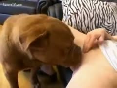 Licking this blond pussy with a dog
